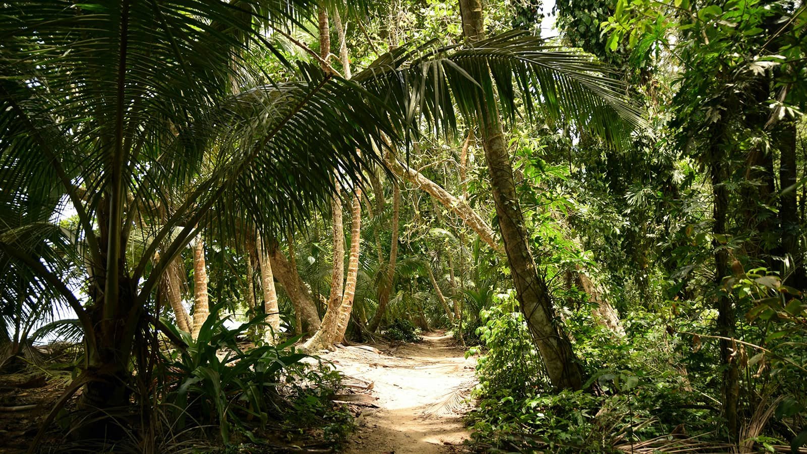 Tropical beach